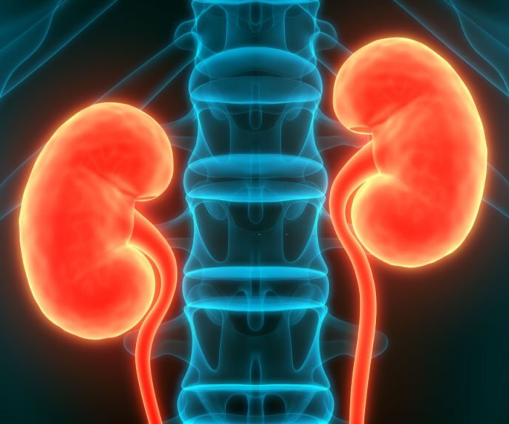 chronic-kidney-disease-ckd-gericocare